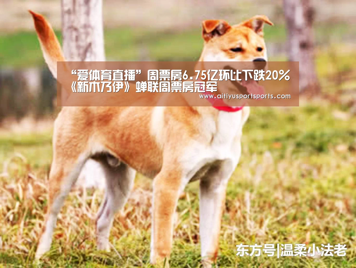爱体育官网