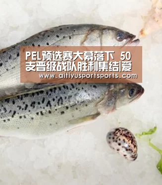PEL预选赛大幕落下 50支晋级战队胜利集结|爱体育(图4) 爱体育下载